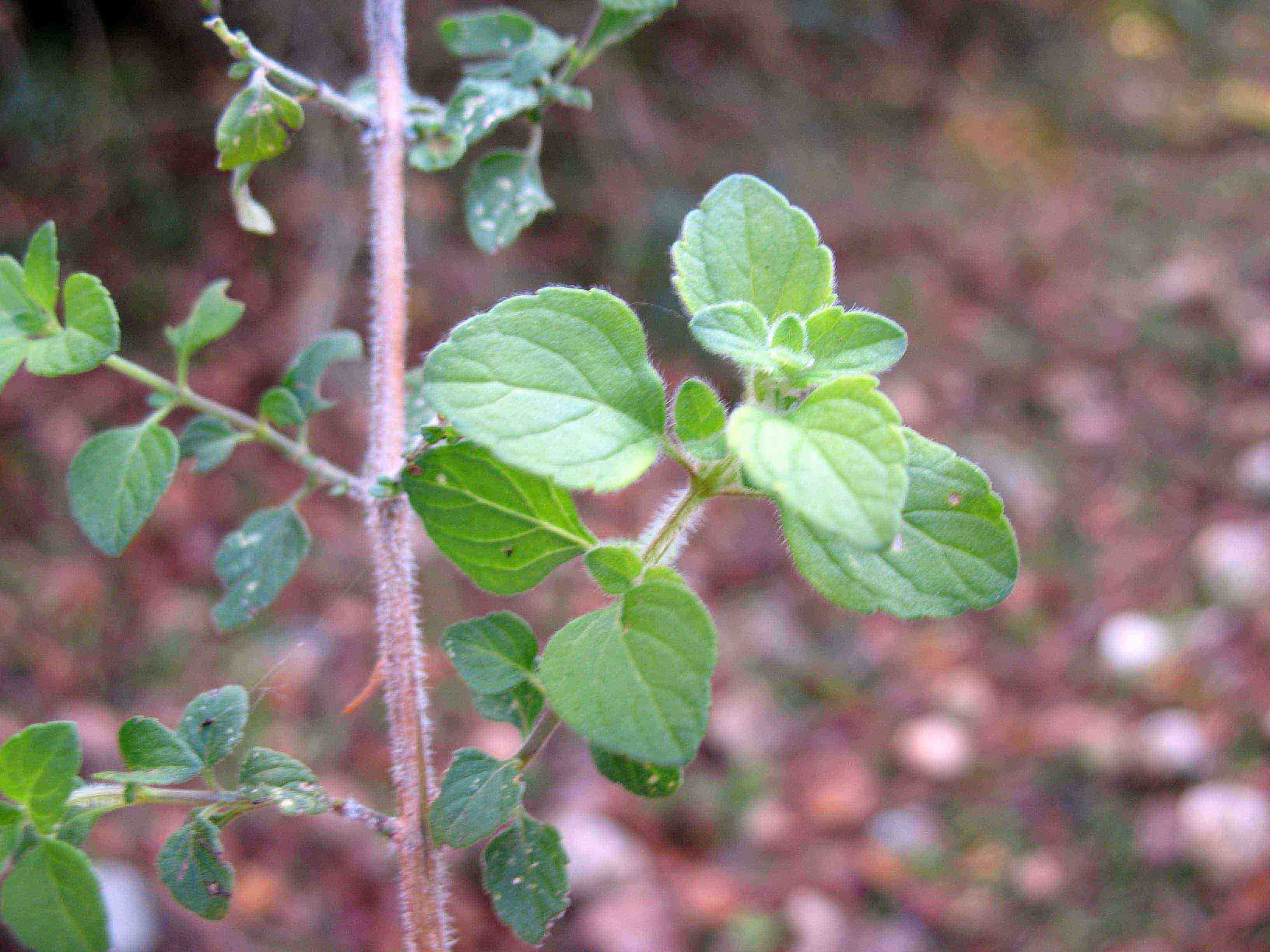 Calamintha nepeta...vero ?? vero...